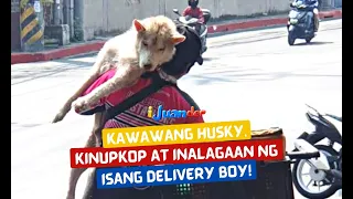 Kawawang Husky, kinupkop at inalagaan ng isang delivery boy! | I Juander