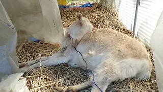 土曜日のヤギのお昼寝