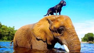 15 Animal Friendships You Won't Believe Exist