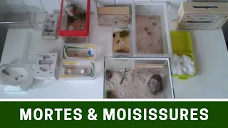 Beaucoup de mortes & moisissures - Toutes mes colonies pendant la diapause