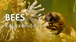 Bee Relaxation - Relaxing Piano for Stress Relief