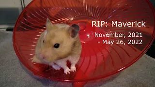 RIP: Maverick