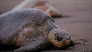 Facts: The Olive Ridley Sea Turtle