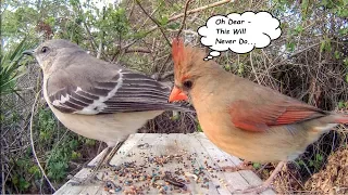 Mockingbird Poops on Cardinal's Food