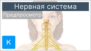 Нервная система (предпросмотр) - Анатомия человека | Kenhub