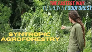 Syntropic Agroforestry: After 14 Months - temperate climate (Europe) - Management & Tour