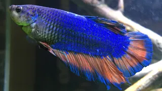 King Bettas! Care, Feeding, And More!