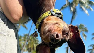 Best Dachshund dog video Compilation 2024, Try To Not Laugh Funny mini wiener dogs