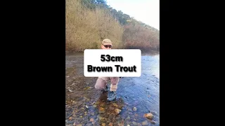 Brown trout fishing Victoria