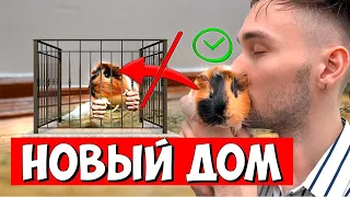 HOW TO GET A GUINEA PIG TO ADJUST TO ITS NEW HOME