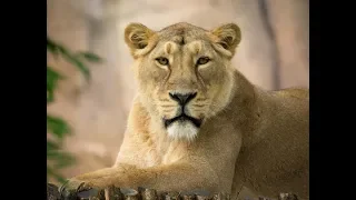 Liontrust series: Meet ZSL London Zoo’s Lions!