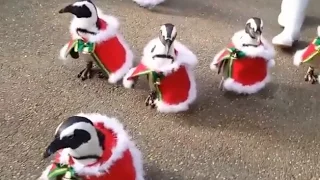 Penguins Dressed as Santa Claus at Japanese Zoo