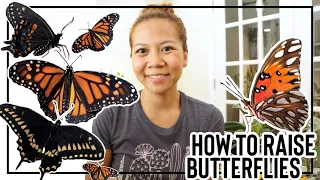 How to Raise Butterflies 🦋 || A girl with a garden