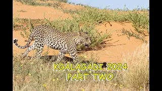 Kgalagadi 2024 Part 2