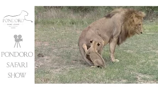 Lion cubs greeting their father