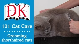 101 Cat Care: Cat Grooming for Shorthaired Cats