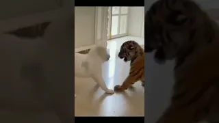 Tiger Puppy Vs Alabai Dog / Alabai Vs Tiger