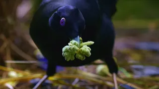 Sneaky Jewel-Thief Birds | Spy In The Wild | BBC Earth