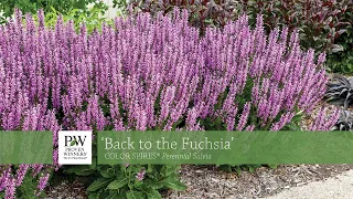 Back to the Fuchsia Salvia | Walters Gardens