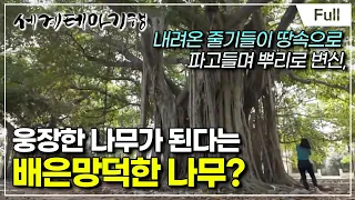 [Full] 세계테마기행 - 마침내! 쿠바- 오늘이 행복한 아바나