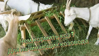 Содержание коз для новичков