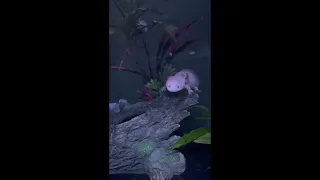 axolotl