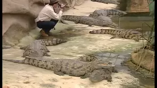 C'est pas sorcier - Les crocodiles