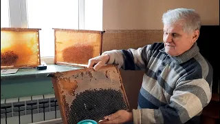 Мёд пчелиный: натуральный или фальсификат