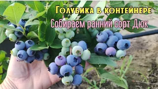 Собираем урожай. Обзор голубики сорта Дюк.