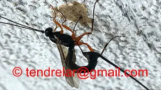 Ichneumon wasp long ovipositor in action