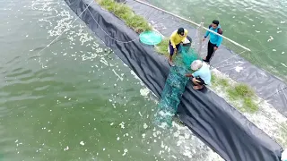 TAMBAK UDANG VANAME DENGAN KOLAM TERPAL#tambakudang #budidayaperikanan #dronefimi