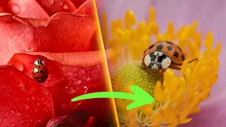 7 Macro Photography Tips for Beginners