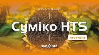 Гібрид соняшнику Суміко HTS 🌻