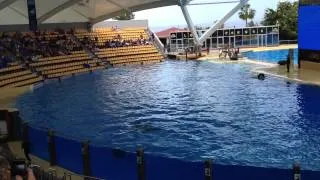 Loro Parque - Orca Show - 20-04-2012 Tenerife