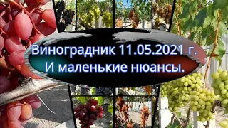 Виноградник 11.05.2021г. И маленькие нюансы.