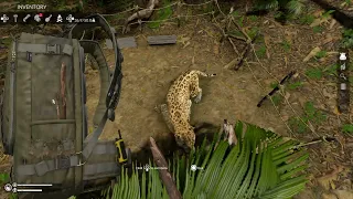 Green Hell - Turns out you can trap a Jaguar in the animal pen..