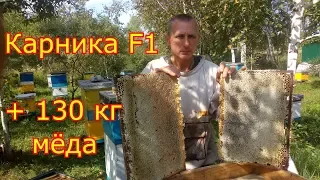 Отбор мёда. Контрольный улей, Карника F1 +130 кг мёда