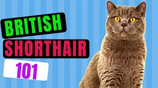 British Shorthair Cat 101 / Everything About The BRITS Including Their Fascinating History