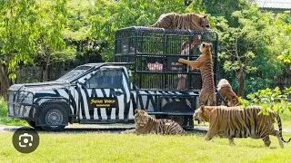 Jungle Safari World #bangkok