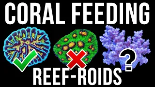 Feeding Corals Reef Roids - Will They Eat?