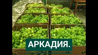 Аркадия урожайный сорт проверенный временем.