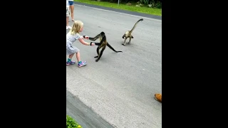 Monkeys Attempt Abduction of Child