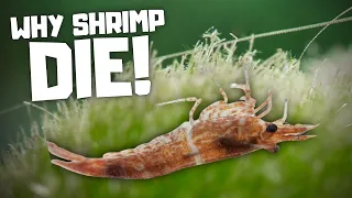 7 Reasons Why Cherry Shrimp Die