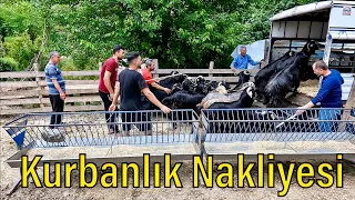 KURBANLIK NAKLİYESİ / Akkocalarda 20 Tane Keçi Satıldı !