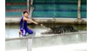 Accident in a crocodile show