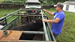 Wild Bulls - JAF Cattle Ranch - Terceira Island - Azores