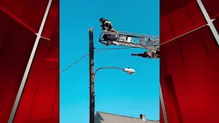 Springfield Fire Department rescues cat from telephone pole