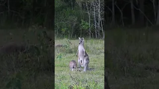 Cute baby kangaroo enters the pouch
