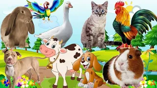 ANIMAL SOUNDS all around us Hamsters! Duck! Cow! cat! dog! Chicken! Rabbit! Animal Sounds! swan