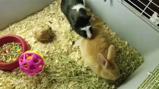 Guinea pig meets a bunny rabbit for the first time